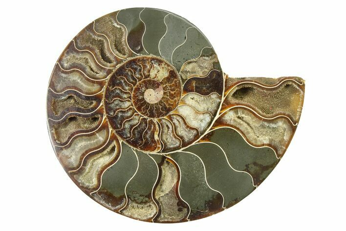 Cut & Polished Ammonite Fossil (Half) - Madagascar #317649